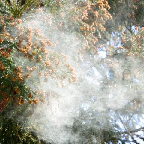 花粉症の豆知識 アイキャッチ画像