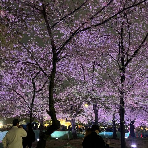 念願の会社お花見大会！ 画像