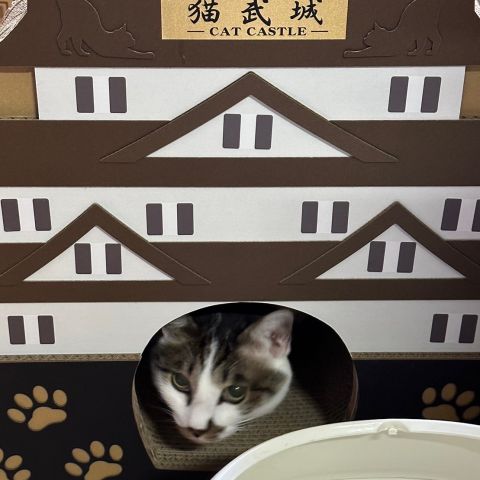 先日のハロウィン　我が家の猫もプチ仮装！ 画像