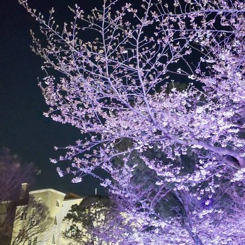 春のイベントお花見🌸 画像