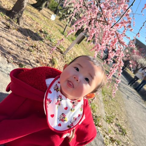 梅の花🌸 アイキャッチ画像