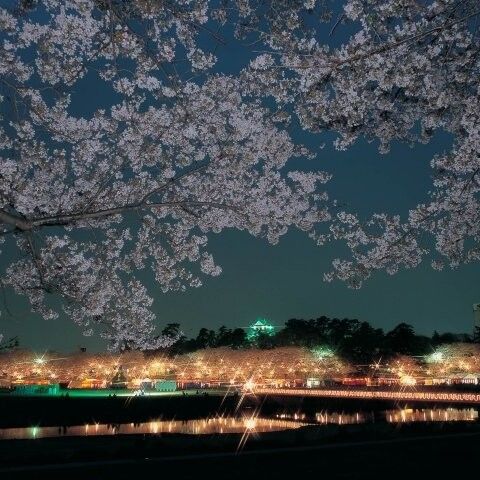 桜開花🌸 アイキャッチ画像