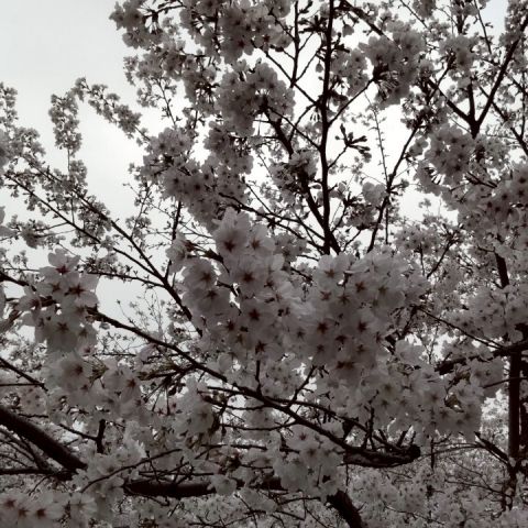 毎年恒例花見2025🌸 アイキャッチ画像