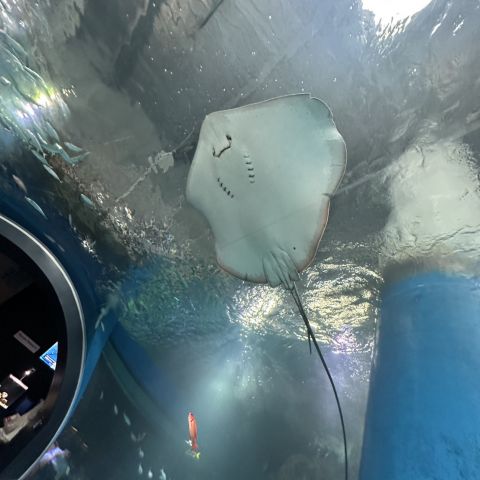 水族館🐟 アイキャッチ画像
