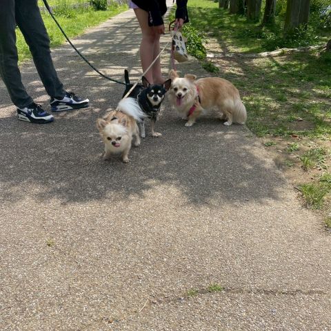 わんこ達🐶 画像