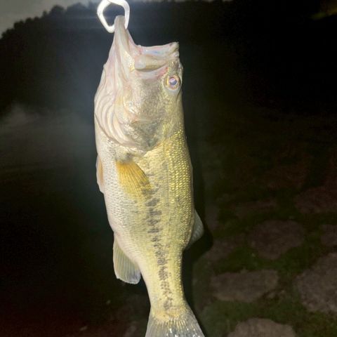趣味🎣 画像