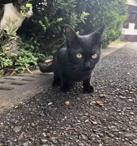 猫ちゃん🐈 画像