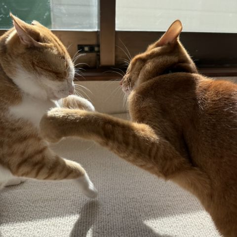 にゃんこ🐈 画像