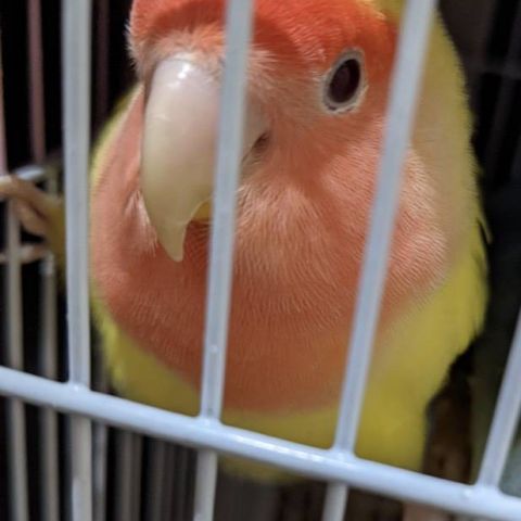 インコ🐥 アイキャッチ画像