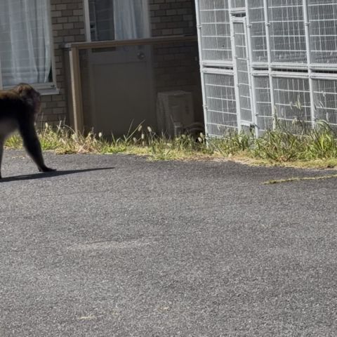 お猿さん🐒 アイキャッチ画像